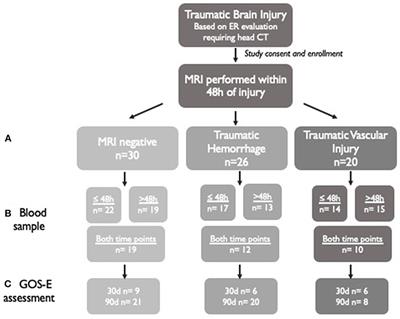 Frontiers | Changes In Plasma Von Willebrand Factor And Cellular ...